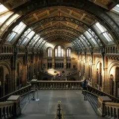Wnętrze Muzeum Historii Naturalnej w Londynie. Sprawdź muzeum historii naturalnej londyn cena biletu, by zaplanować wizytę.