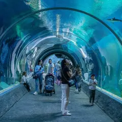 Ludzie spacerują pod wodą w tunelu orientarium, podziwiając rekiny i inne morskie stworzenia.