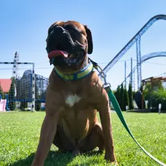 Energylandia a psy: Czy można wprowadzić pupila do parku?