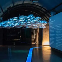 Wrocław na weekend dla dzieci: podwodny świat z ławicą ryb i wielorybem. Fascynująca ekspozycja w Oceanarium.