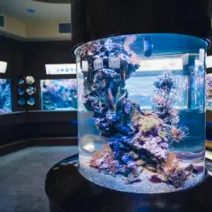 Kolumnowy zbiornik z rybami lwimi i koralowcami to jedna z głównych atrakcji Oceanarium Gdańsk.