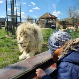 Lew patrzy na dziecko przez szybę w polskim zoo. Niesamowite wrażenia z safari w Polsce!