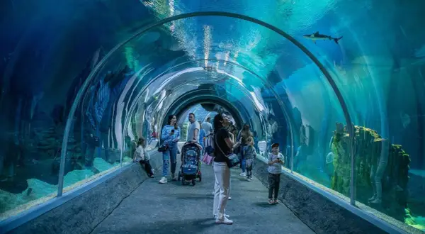 Ludzie spacerują pod wodą w tunelu orientarium, podziwiając rekiny i inne morskie stworzenia.