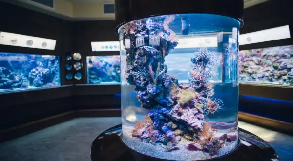 Kolumnowy zbiornik z rybami lwimi i koralowcami to jedna z głównych atrakcji Oceanarium Gdańsk.