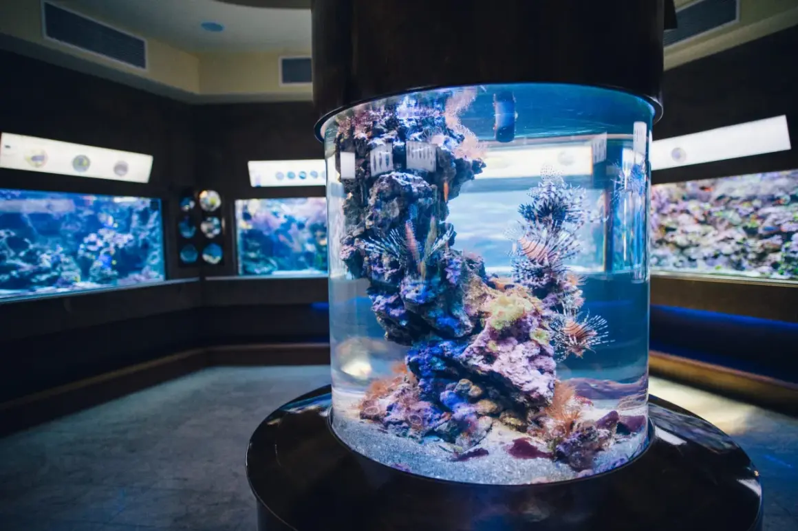 Kolumnowy zbiornik z rybami lwimi i koralowcami to jedna z głównych atrakcji Oceanarium Gdańsk.