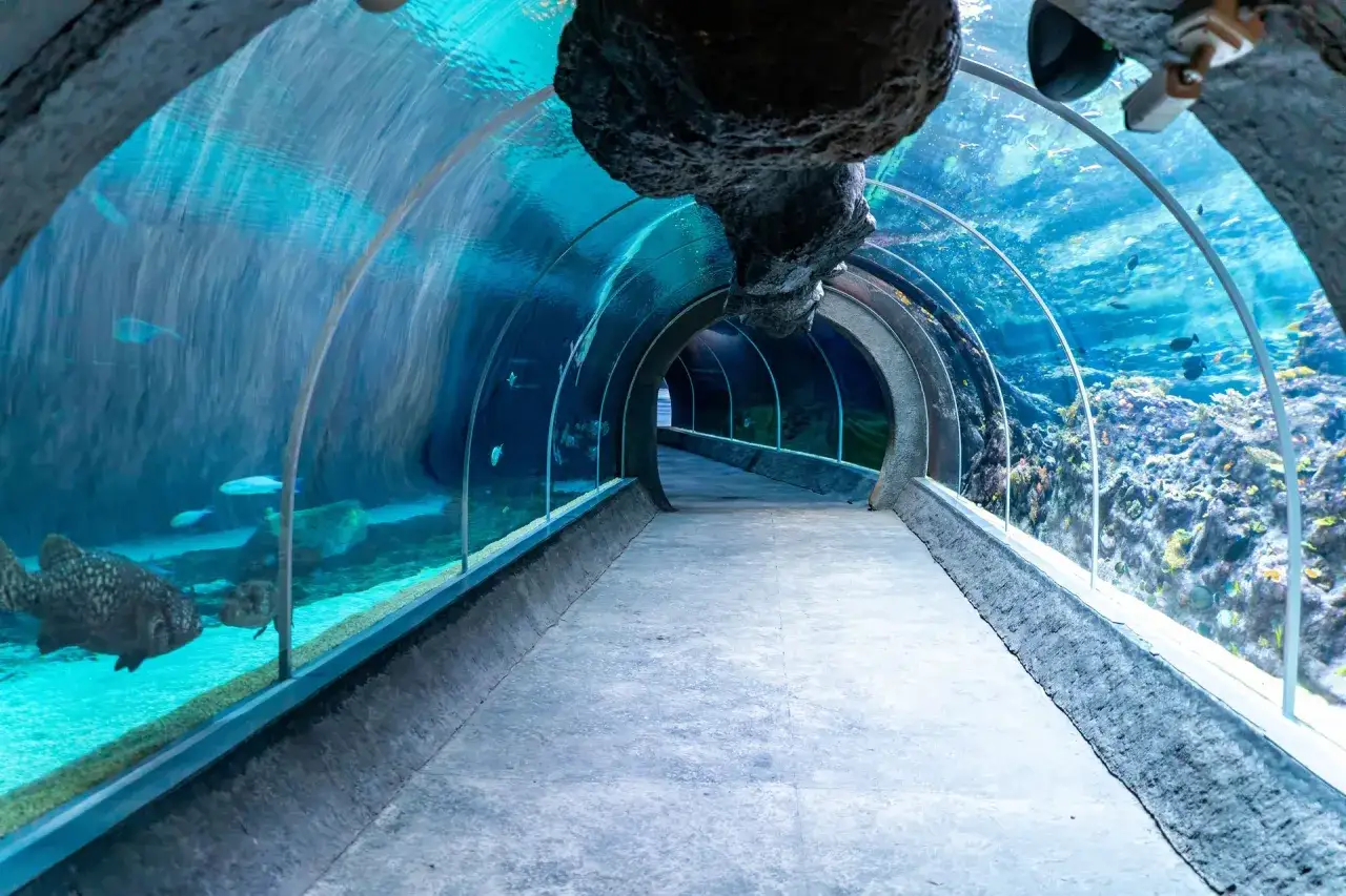 Podwodny tunel w orientarium, gdzie można poczuć się jak w głębinach oceanu, obserwując ryby i rafy koralowe.