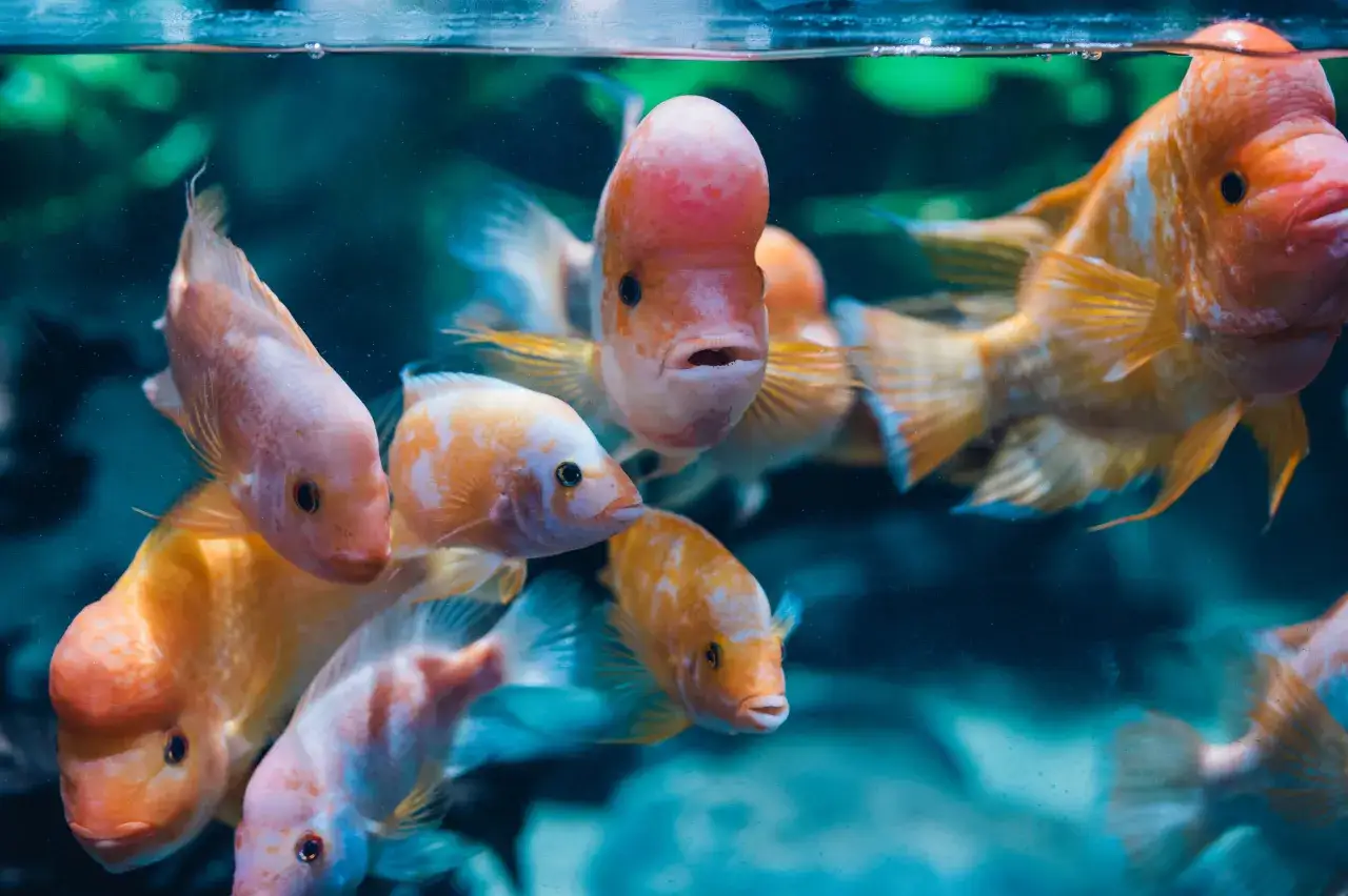 Pomarańczowe ryby pływające w akwarium to jedne z wielu atrakcji Oceanarium Gdańsk.